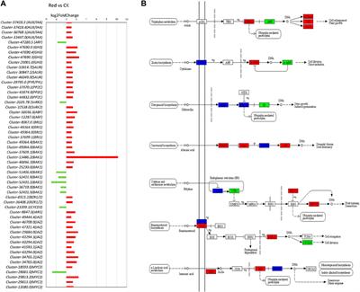 Combined metabolome and transcriptome analyses reveal that growing under Red shade affects secondary metabolite content in Huangjinya green tea